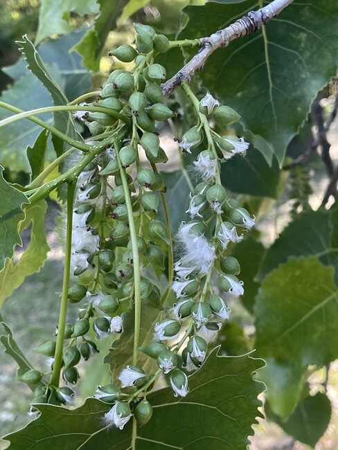 cotton catkins mid-release