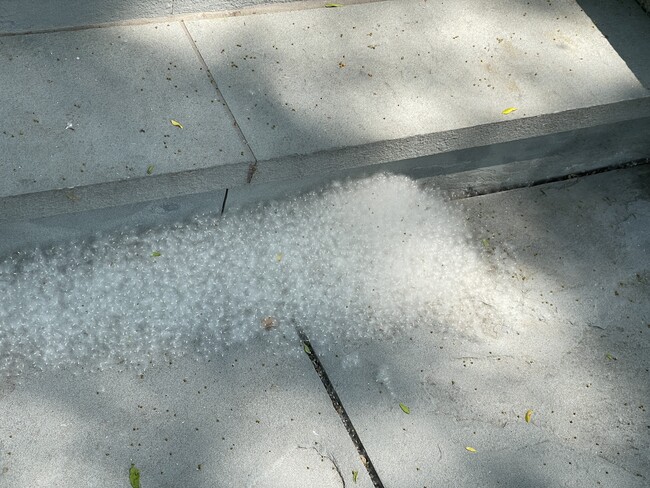 cottonwood seeds close-up