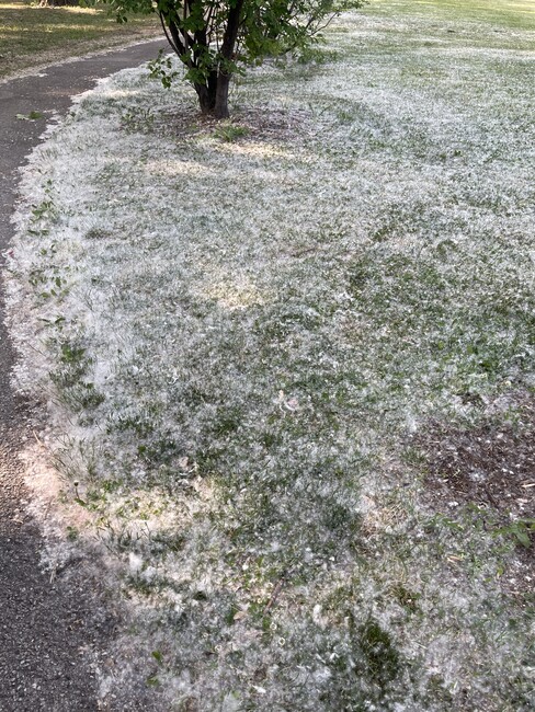 cottonwood seeds on the grass